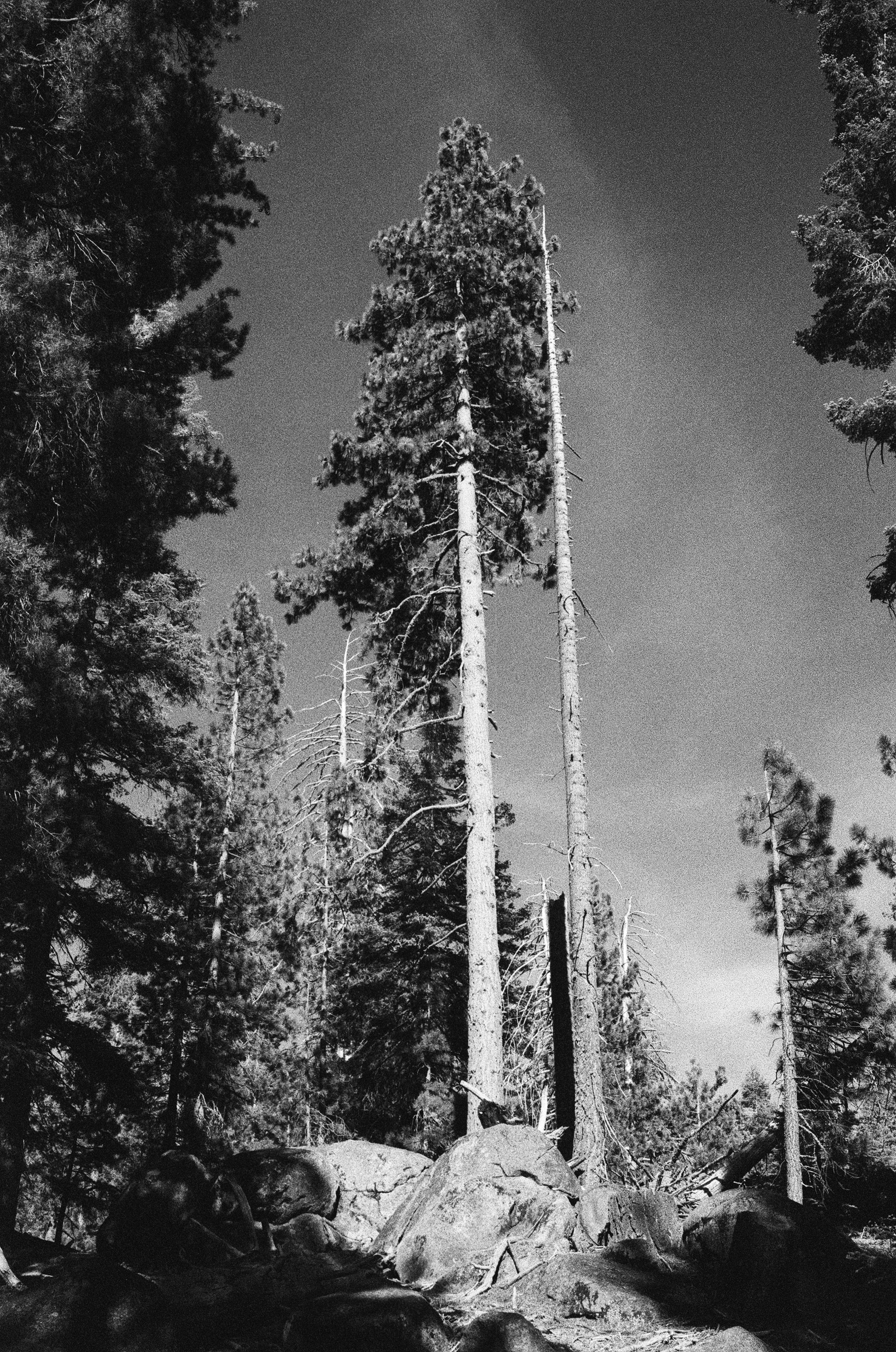 Sequoia tree