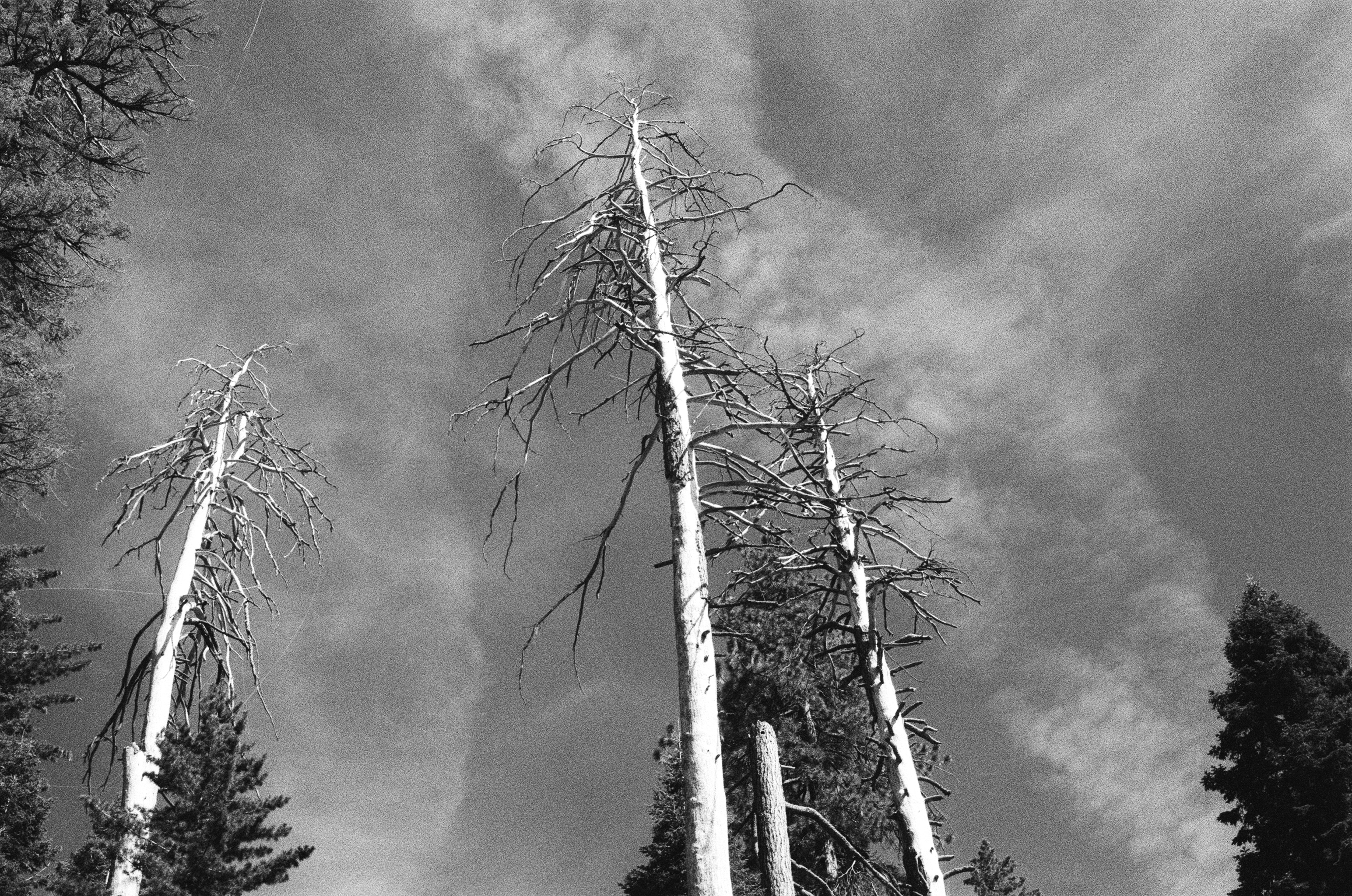 Sequoia tree